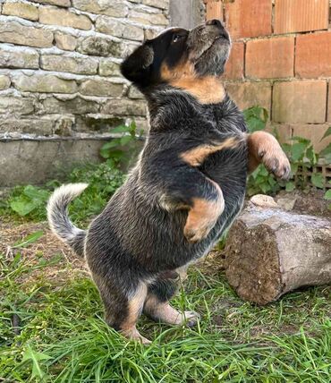Psi: Na prodaju štenci (MUŽJAK I ŽENKA) Australijskog Govedara, jedne od na lalafo.rs — 4 Psi: Na prodaju štenci (MUŽJAK I ŽENKA) Australijskog Govedara, jedne od — 4