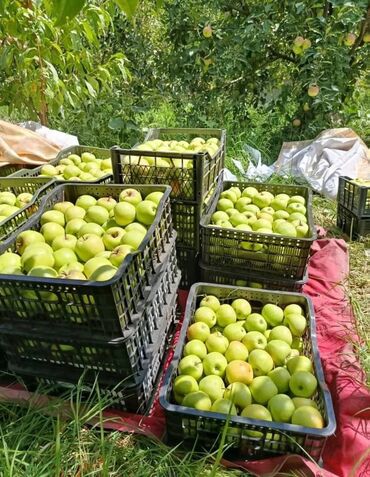 огурцы соленые цена бишкек: Алмалар Голден, Дүңүнөн