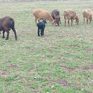 Баран, овца: Продаю | Овца (самка) | Арашан | Для разведения | Котные — 9