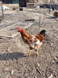 Xoruzlar: Xoruz, il: <1, Ünvandan götürmə — 5