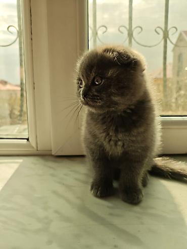 Pişiklər: Britan — 6