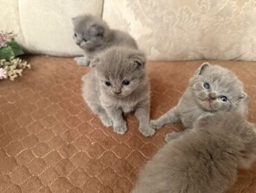 Pişiklər: Britan yastı qulaq, Dişi, Erkək, Yaxşı əllərə, Ödənişli çatdırılma, Ünvandan götürmə — 11