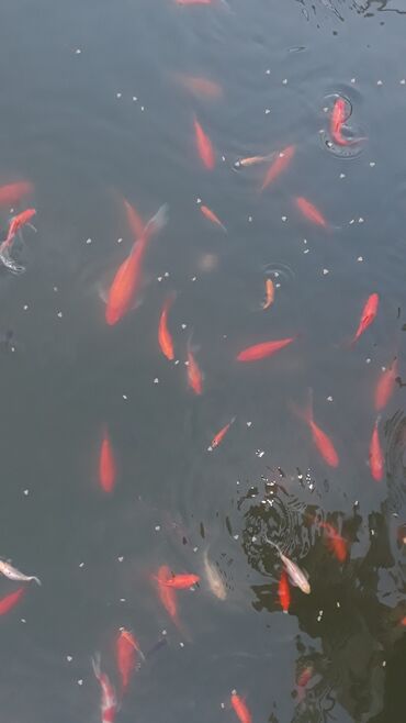 Akvariumlar: Yapon qizil baliqlari, hal hazirda hovoz seraitinde yasayirlar — 2
