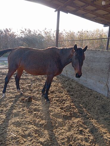 дом кошек: Продаю | Кобыла (самка) | Полукровка