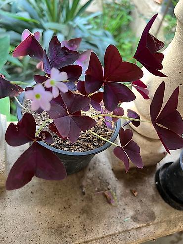 Otaq bitkiləri: Her cure guler var veregliyin baxin ancag xanimlara satiş olur Gencedi — 31