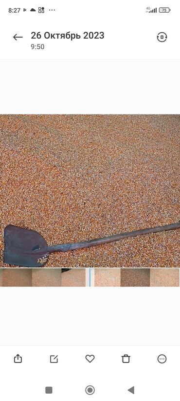 кукуруза драйвер: Жугору 35 тонна.Кургак,Таза,Сорт Маями.15 сом