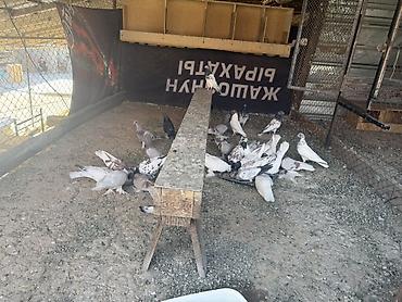 купить ежика бишкек: Голуби продается .Порода Иранцы. Лед игра гарантия 200% Все отдаю по — 5