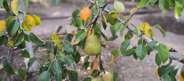 Продажа участков: 10 соток — 6