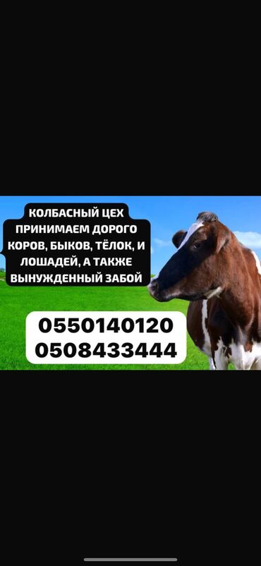 Сатып алам | Уйлар, букалар, Жылкылар, аттар, Башка а/ч жаныбарлары | Күнү-түнү, Бардык шартта, Союлган