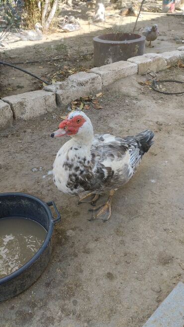 Ördəklər: Satılır yetişkin dişilər 18 manata yetişkin erkekler isə 30 manata tam — 3