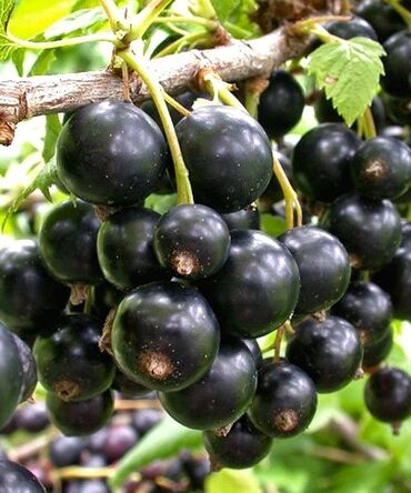 Садовые цветы и кустарники: Саженцы цветка: Розы — 26