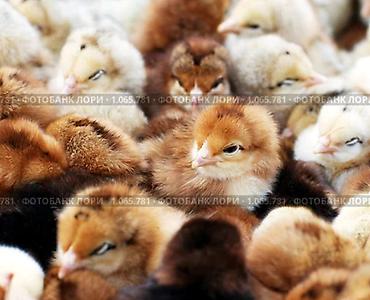 А/ч жаныбарлары үчүн тоюттар: В НАЛИЧИИ !!! суточных цыплят разнопородки МИКС Район нижняя — 2