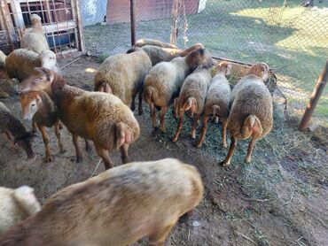 Inəklər, öküzlər: Isdyen elqe saglsn bu nomrynen 0508895898