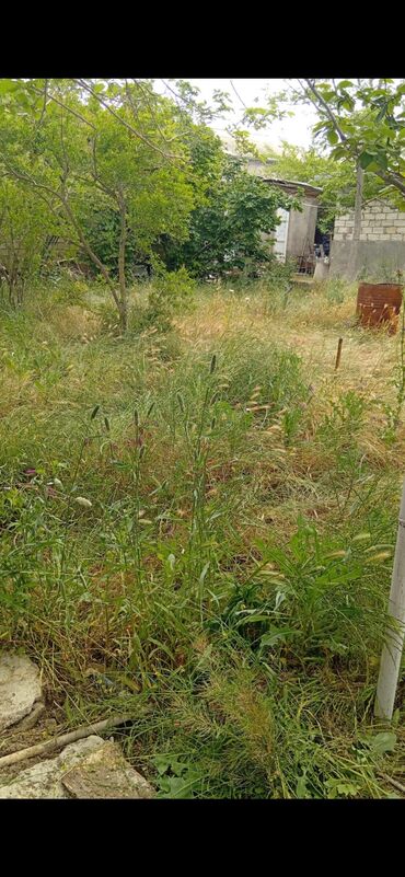 3 sot, Tikinti, Mülkiyyətçi, Kupça (Çıxarış)