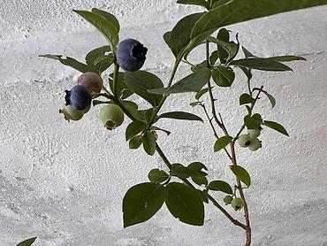 ting: 🫐 MAVİ GİLƏNİN FAYDALARI 🫐 💙 Antioksidantlarla zəngindir 🧠 Beyin və — 3