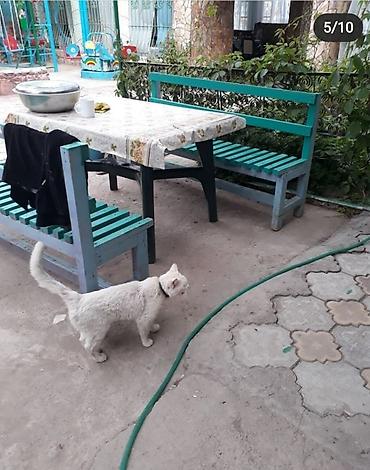 дача балыкчы: Коттедж, Тамчы, 5 мест — 6