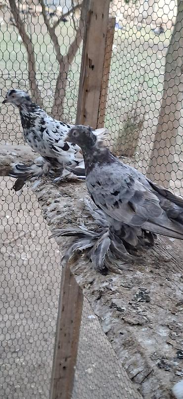 goyercin dami: Hamsı satlır Növ: Ev göyərçinləri (bəzək və uçuş üçün) Rəng: Qarışıq — 8