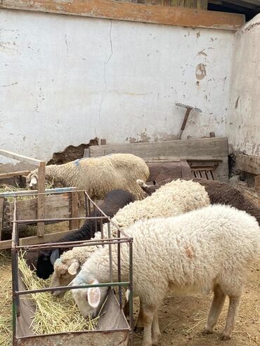 стригальная машинка для стрижки овец: Продаю |