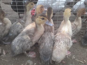 Ördəklər: Erkək, | Macar, Damazlıq, Ünvandan götürmə — 11