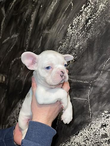 Psi: Francuski buldog štenci – merle i bele šare, plave oči - Rasa — 12