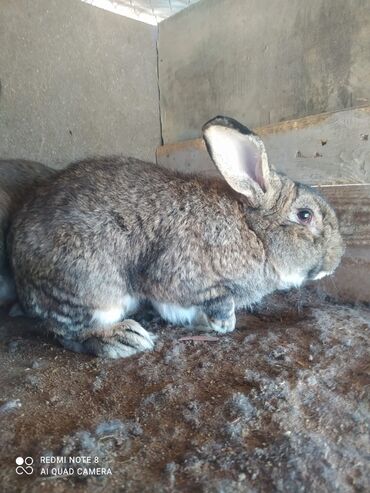 kaliforniya dovşan: 7,8 kilo verən dovşan,irili xırdalı satılır