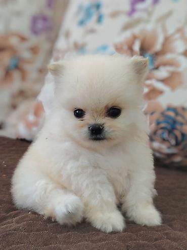 pomeranian boo qiyməti: Şpitz, Erkək, Ünvandan götürmə — 1