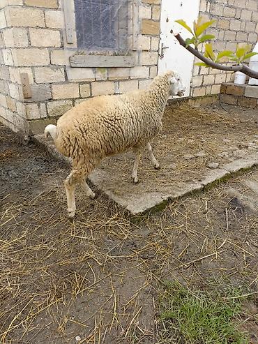 Qoyunlar, qoçlar: Erkek quzu satılır — 5