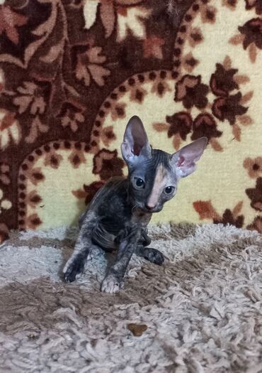 кошки токмок: Котёнок породы донской сфинкс, пол - девочка, велюровая, окрас-