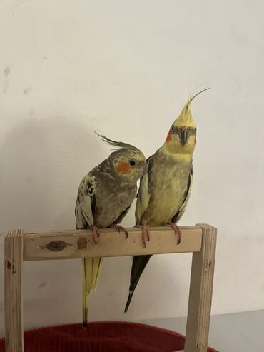 İnformatika: Nymph kakadu (cockatiel) cütü - Növ: Nymph kakadu (Cockatiel) -