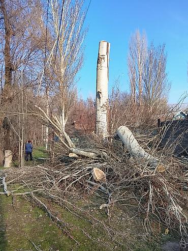 чоп орчу: Альпинистская спиловка и обрезка деревьев Профессиональные высотные — 4
