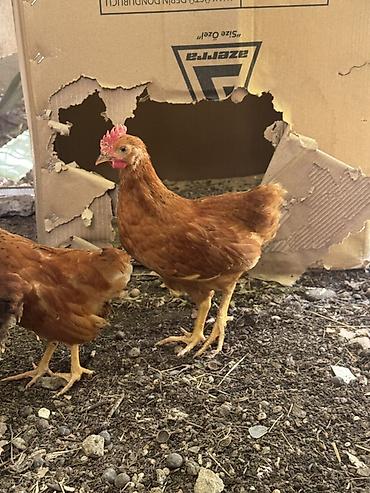 cucə badamdar: Həyət toyuğunun yumurtasından çıxan tam sağlam təbii 2aylıq xoruzlar — 3