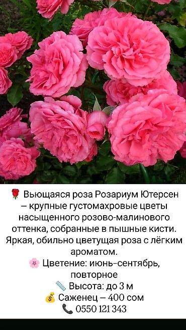 коробки для цветов бишкек: Саженцы Платная доставка — 10