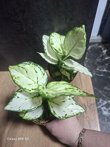 Другие комнатные растения: Продается вариегатная орхидея араукария адениум доллар — 7