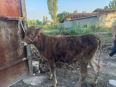 Коровы, быки: Продаю | Бык (самец) | На откорм | Привязанные — 7