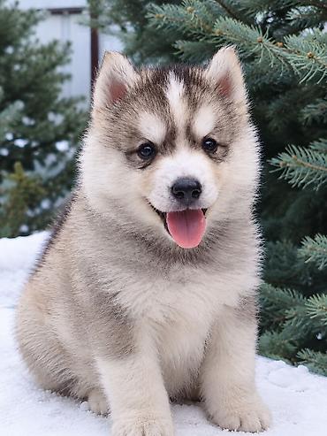 домашний животные: Хаски, 1 месяц, Самец — 1