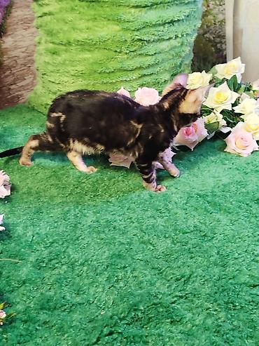 Продажа кошек: Бенгальская, 2 месяца, Мальчик, Черный, Приучена к лотку, Проглистована, С документами — 19