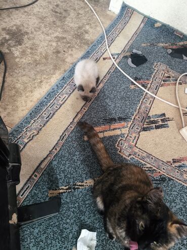 животные на продажу: Отдам котёнка хорошие руки очень активная играется чистый котёнок