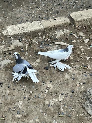 ag goyərcin: Cüt baladılar sağlam heyvanlardı ağ olan tayı erkək göy olan tayı — 2