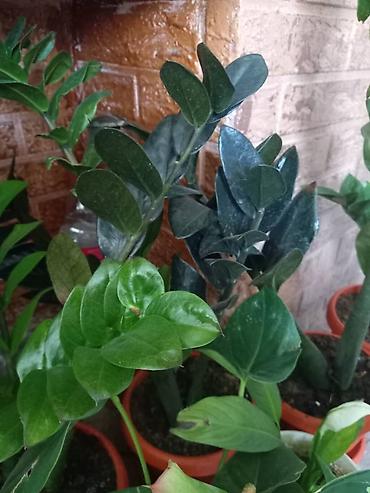 Антуриумы: Антуриум (Anthurium andreanum) в горшке. - Эффектные красные — 12