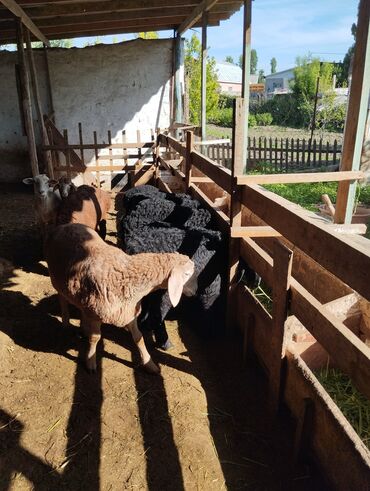 Другие животные: Бир короодон 9 баш козу кочкорлор сатылат келишим баада село сокулук