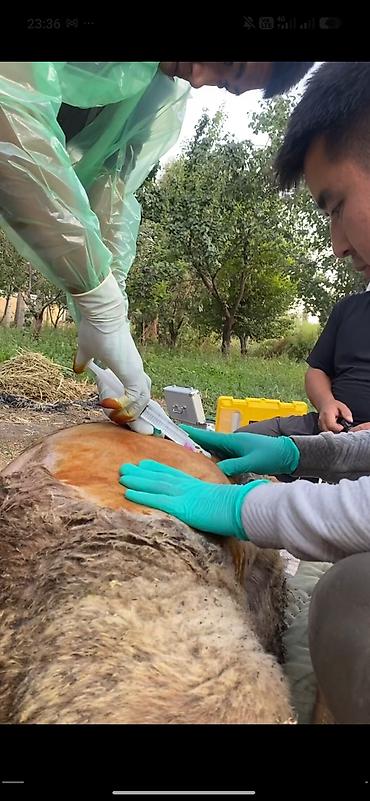 ритуальные услуги для собак: Квалифицированный ветеринарный врач🩺 Наши услуги: - Консультации — 10