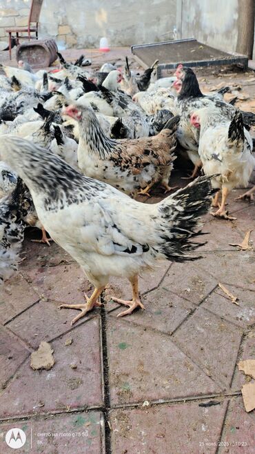 Cücələr: Toyuq cücələri, Damazlıq — 5