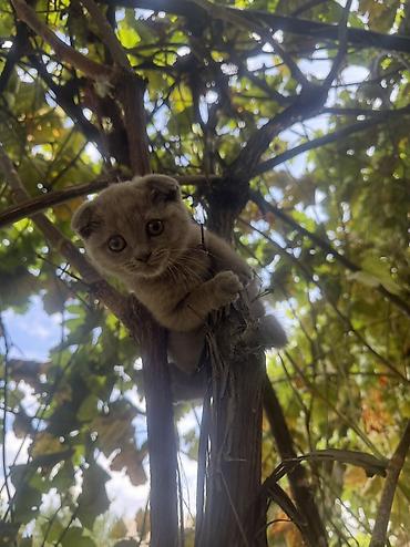 кошка шотландец: Скотиш Фолд (Шотландская вислоухая), 3 месяца, Девочка, Приучена к лотку, С документами, С прививками — 1