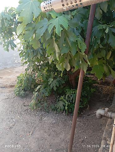 kohne baki: Balaxanıda. həyət. evi. satılır. mərkəzə. yaxın. 4otag. geniş. həyət — 7