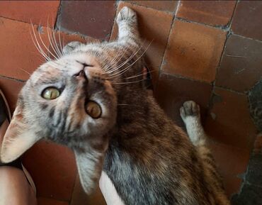 сиамские котята бишкек: В добрые руки отдаю кошечку стерилизована от блох глистов обработана