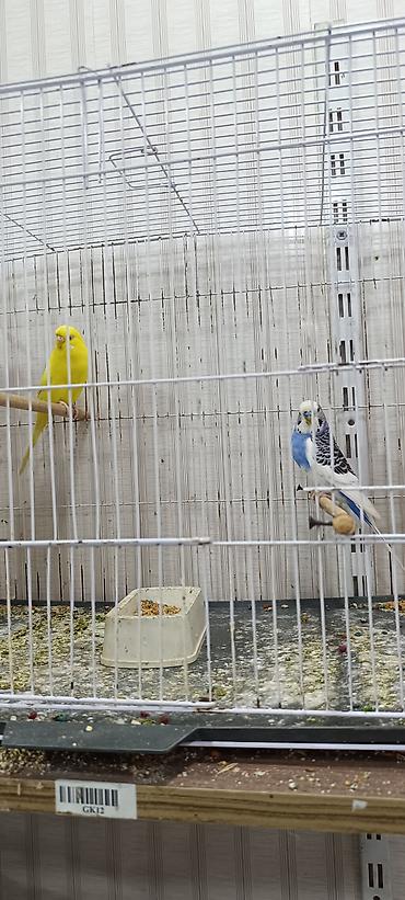 gence quşlar: Oz quşlarimdi cütdulər cavan quşlardı tam sağlamdilar, dişi quş sari — 3