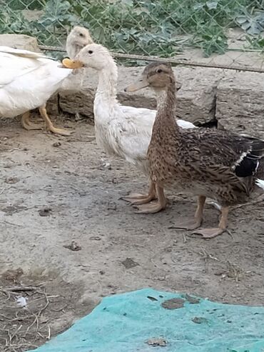 Digər quşlar: Qışqıran ördəklərdir✅️ Kəkilli var✅️ Bəzəkli var✅️ Sadəsi var✅️ Qara -da lalafo.az — 6 Digər quşlar: Qışqıran ördəklərdir✅️ Kəkilli var✅️ Bəzəkli var✅️ Sadəsi var✅️ Qara — 6