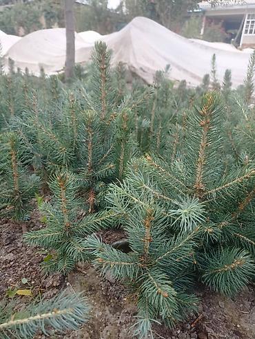 Ель голубая (Picea pungens, голубая ель) — саженцы из питомника. -