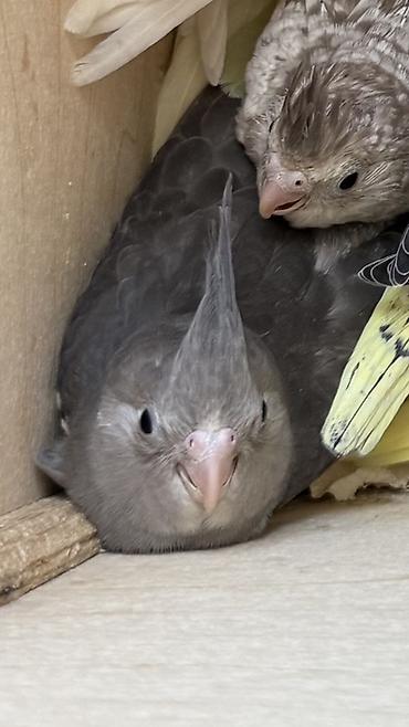 корелла: Sultan papuqayı (cockatiel) təqdim olunur. Şəkillərdə boz rəng — 3