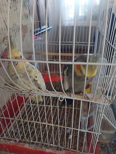 at satişi: Korellalar qəfəslə birlikdə satılır, 3 ədəddir 2 erkəy 1 dişi, ikisi — 4